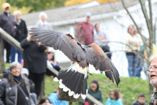 red tailed hawk with spread wings