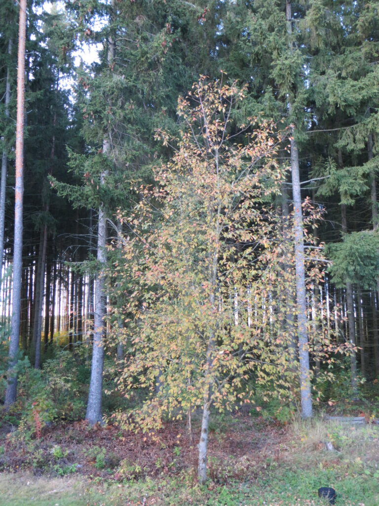 Bird cherry tree in Finland fall foliage with evergreen forest in background