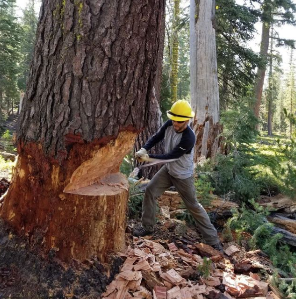 man chopping huge tree down with hand as