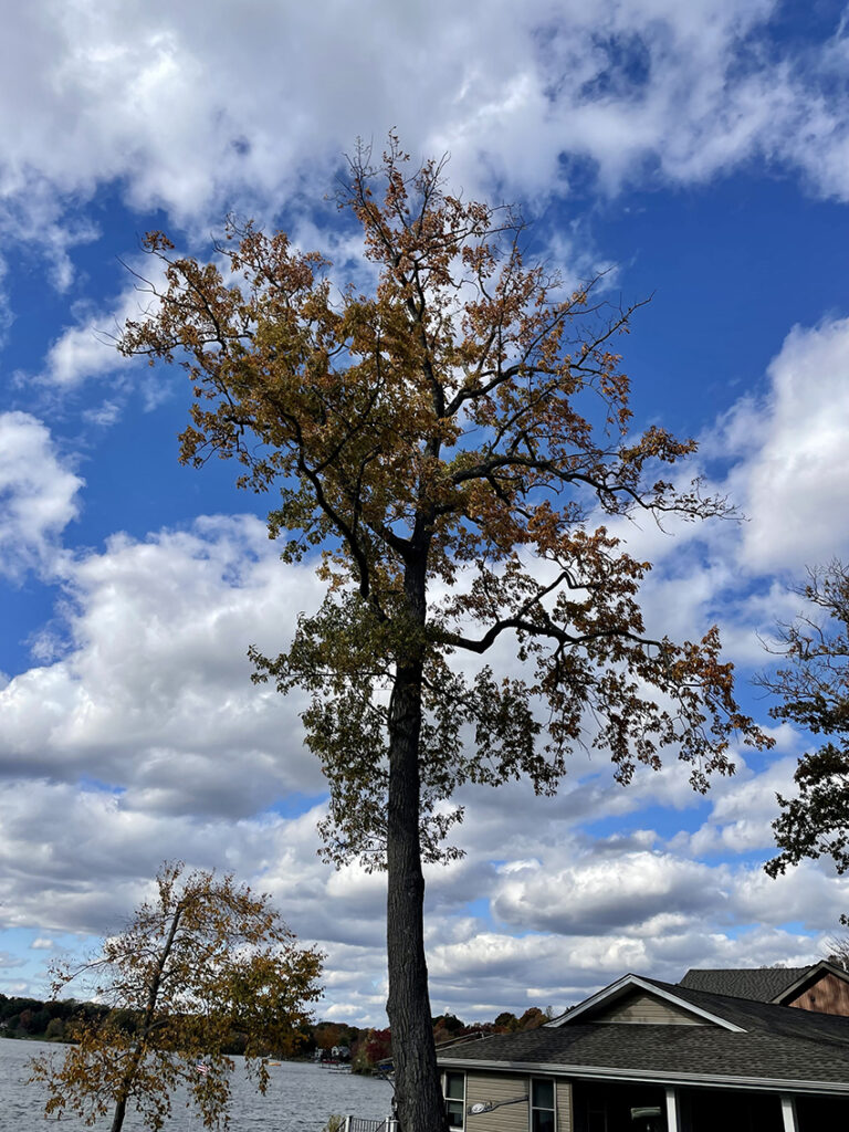 orange leaves of tall tree against a blue sky with fluffy white clouds