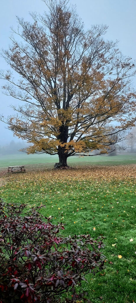 big maple tree with sparse fall leaves and a picnic bench underneath