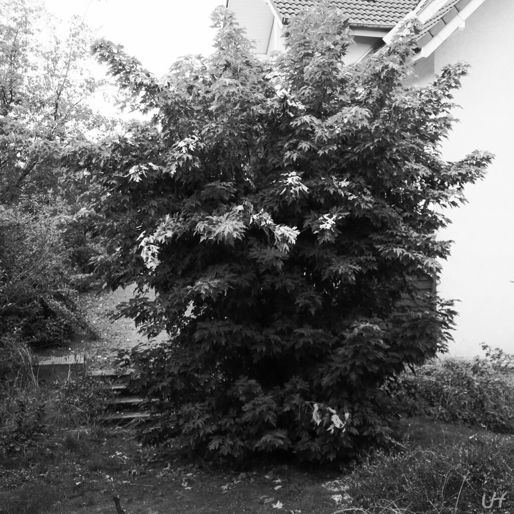 black and white photo of bushy tree near condos