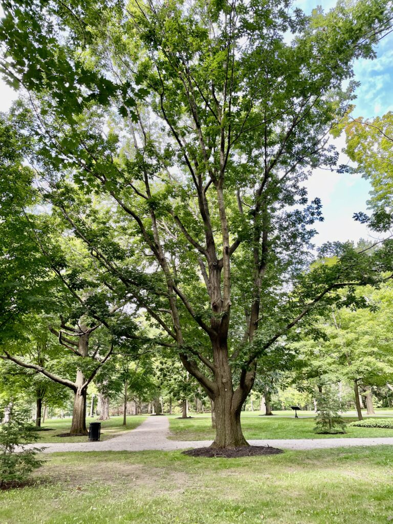 tall graceful red oak in parkland
