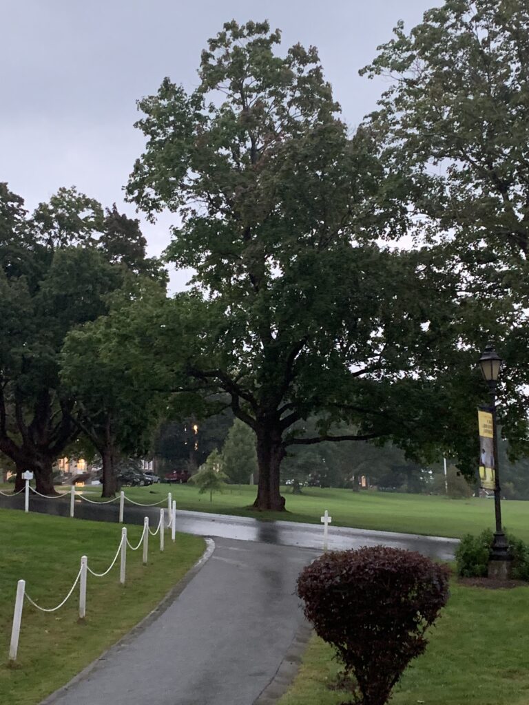 walkway leading to talk beautiful campus tree 