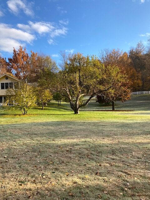 long  view of grass leads t apple tree with fall rust and bronze leaves
