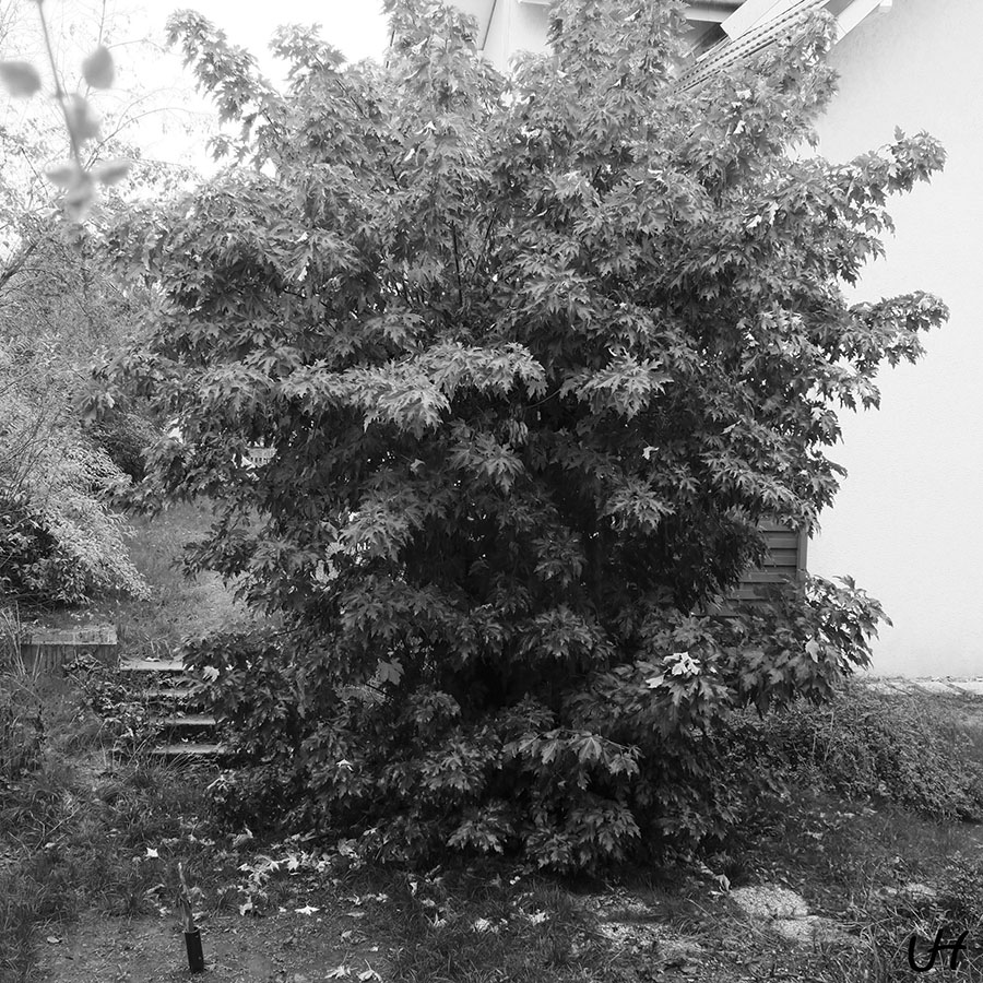 black and white bushy tree with four steps in small hill next to it
