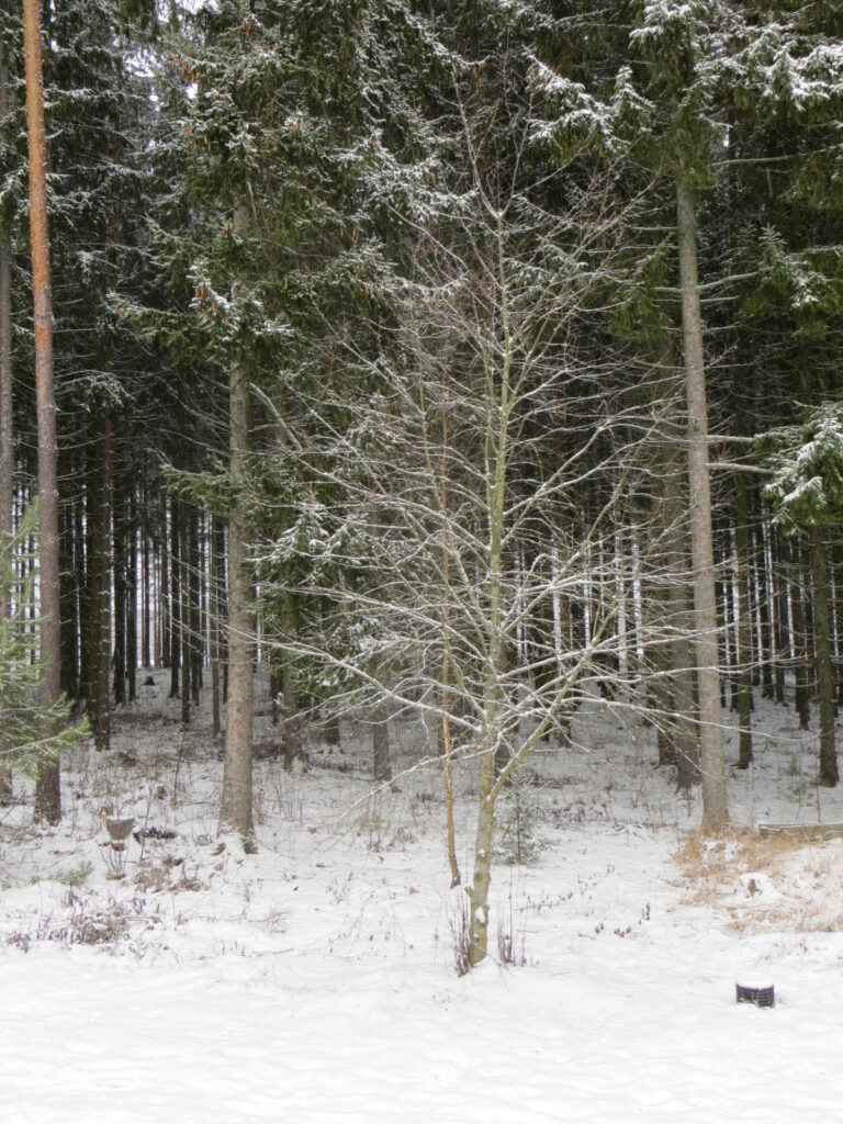 snow on ground and bare branches of bird cherry against green winter forest