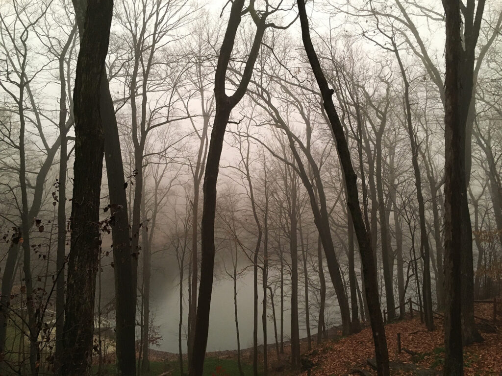 misty moody shot of forest against a lake
