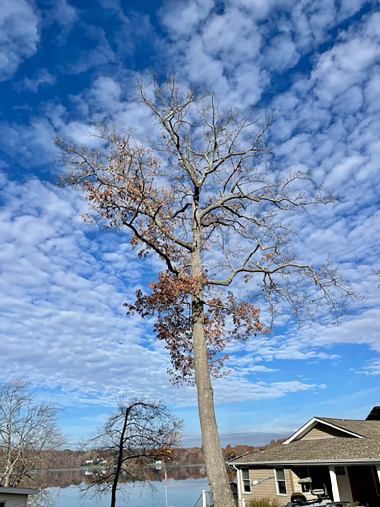 tall slender tree taller then the house in picture against blue sky white clouds