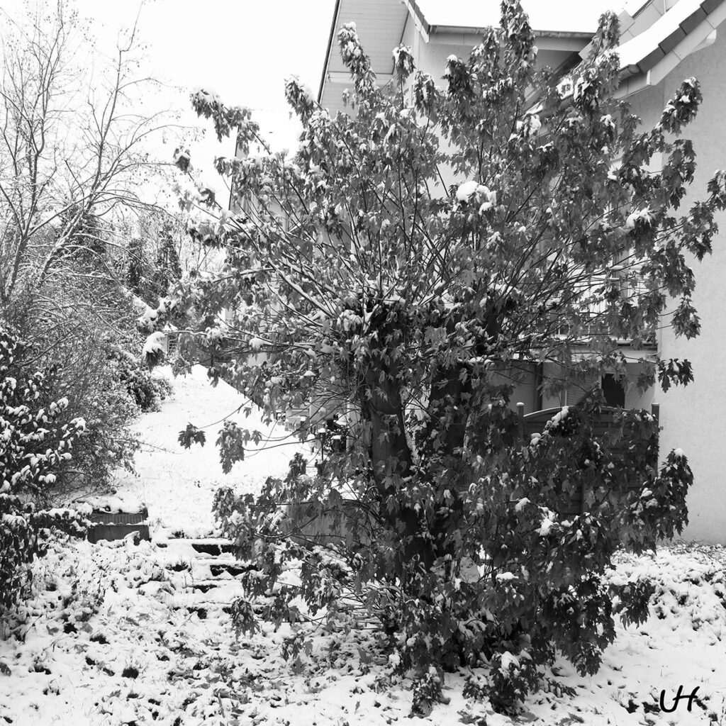 black and white photo of bushy tree after a snowfall