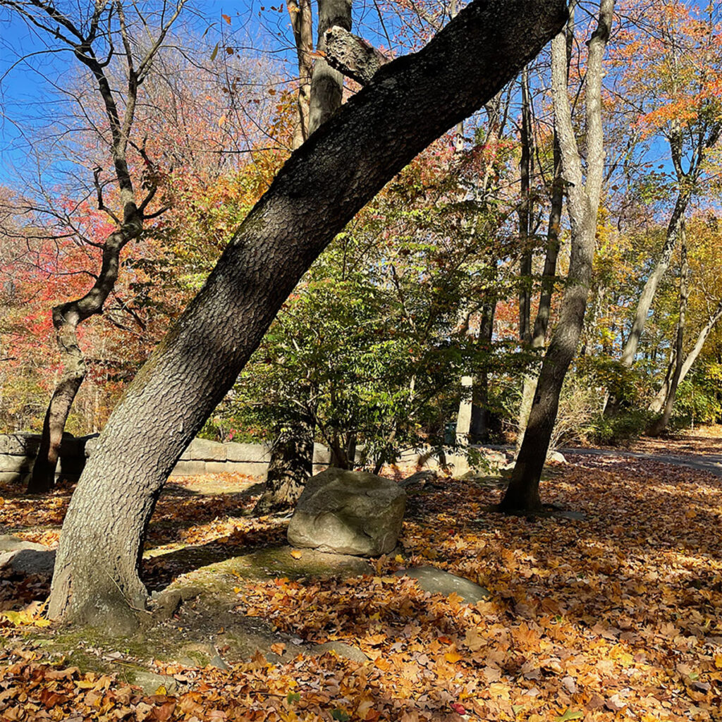 fall colors with trees and leaves in foreground is a large tree that has grown in a curve to the right
