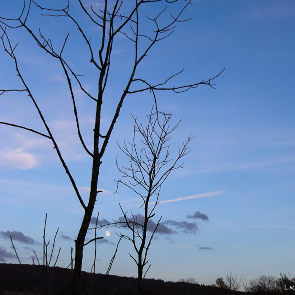 Two bare limbed trees silhoutted against a blue late afternoon sky with the moon rising