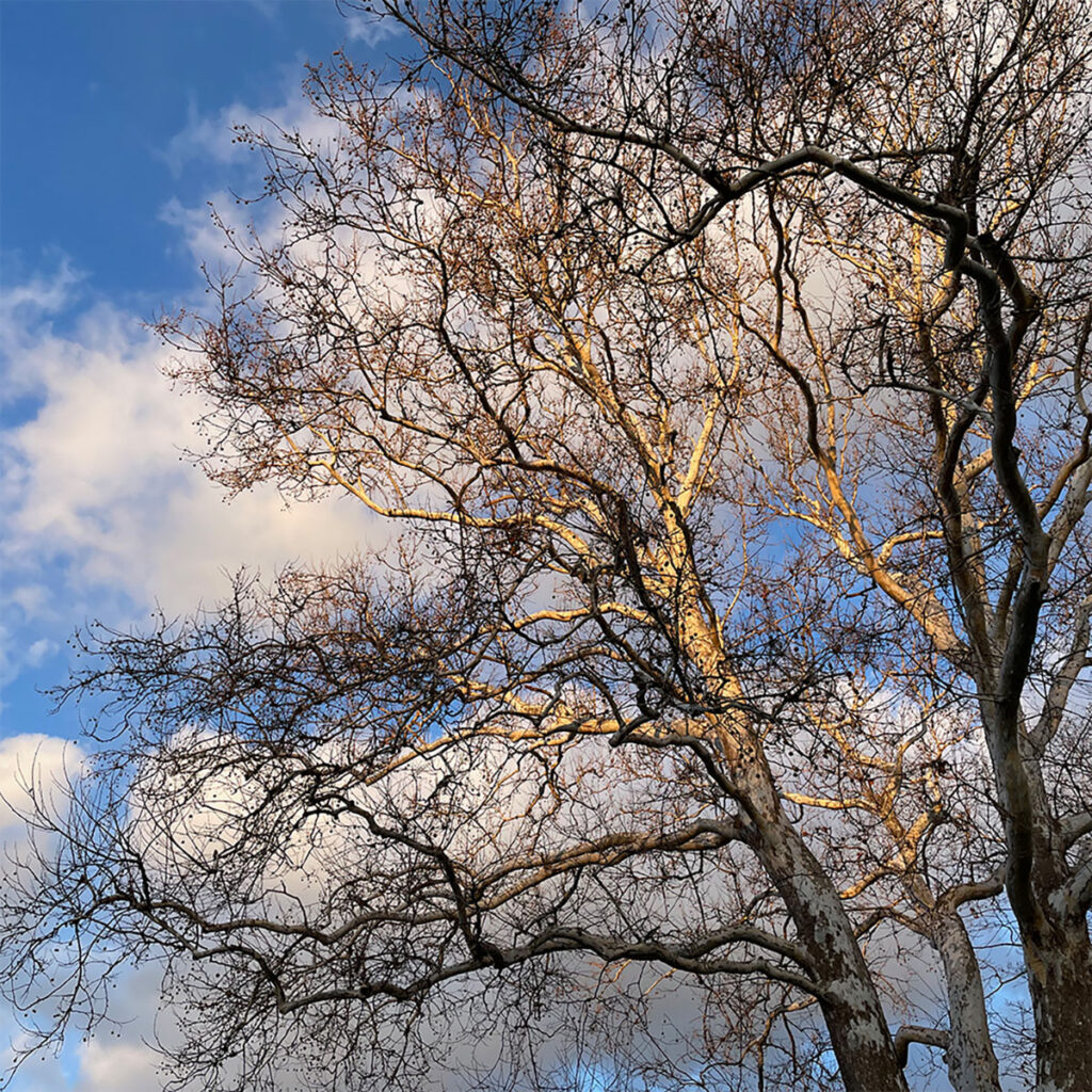 photo of sycamore branches against a blue sky with fluffs of white clouds