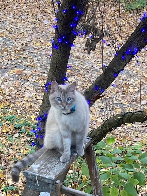 white cat sitting in front tree festooned with christmas lights