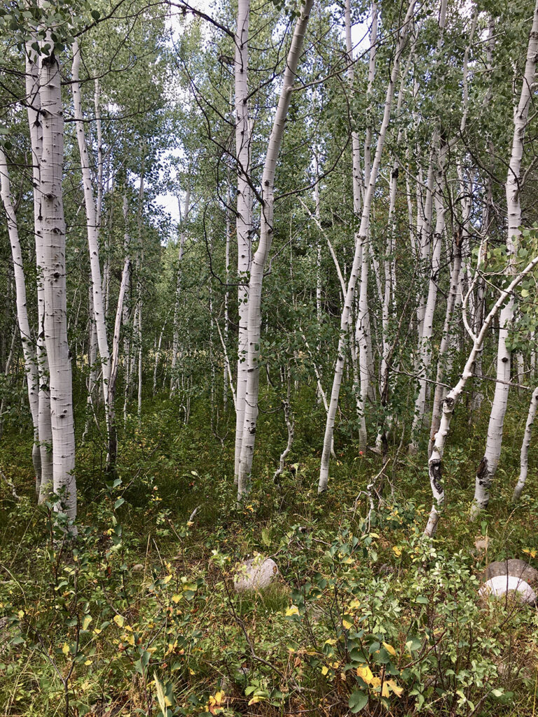 white Birch forest summer green foliage