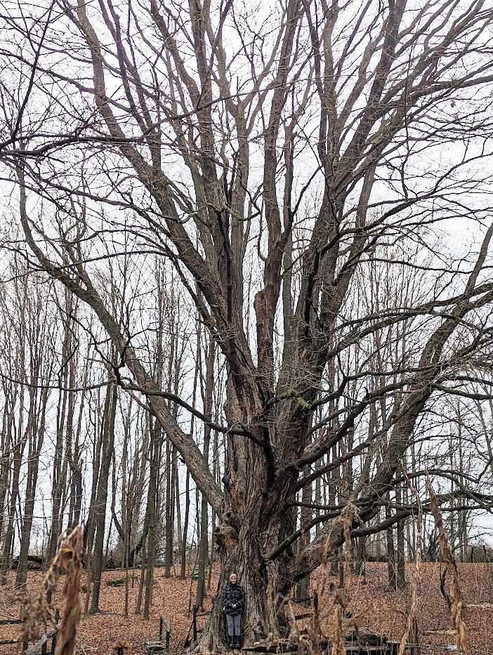 mighty sugar maple dwarfs woman standing at base
