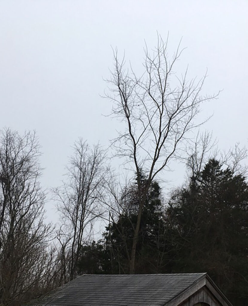 Tree rises tall above a house roof and smaller trees
