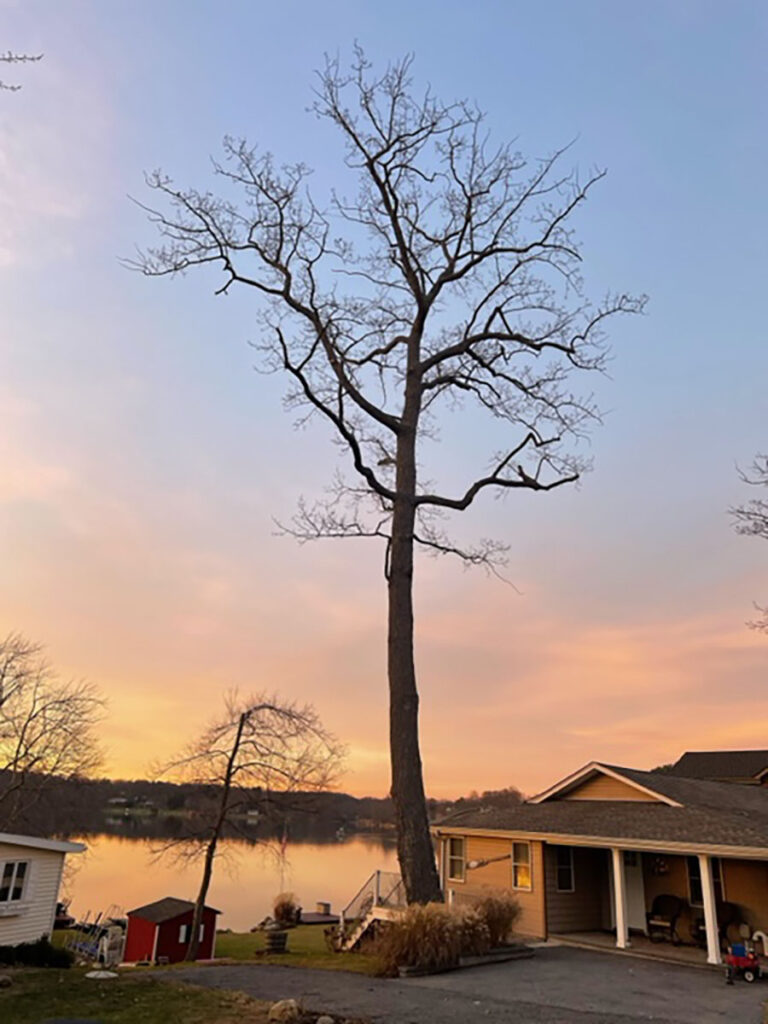 tall tree bare trunk branches up high silhouetted against a lake reflecting a colorful sunset