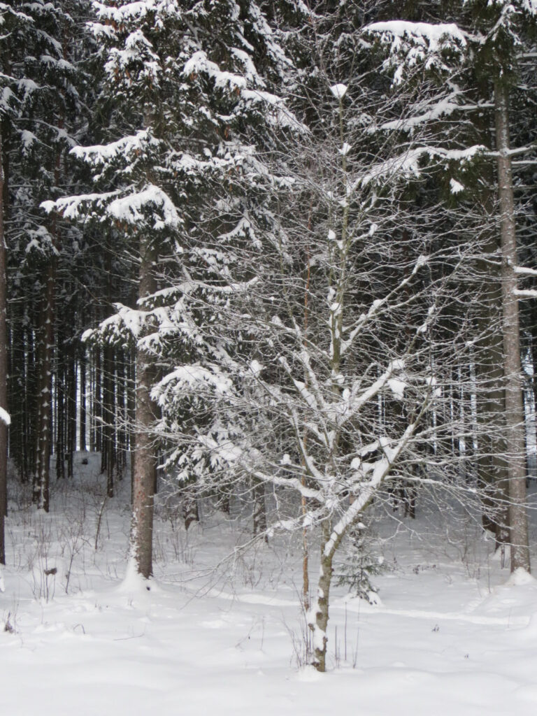 snow covered bird cherry in a snowy woodlands in Finland