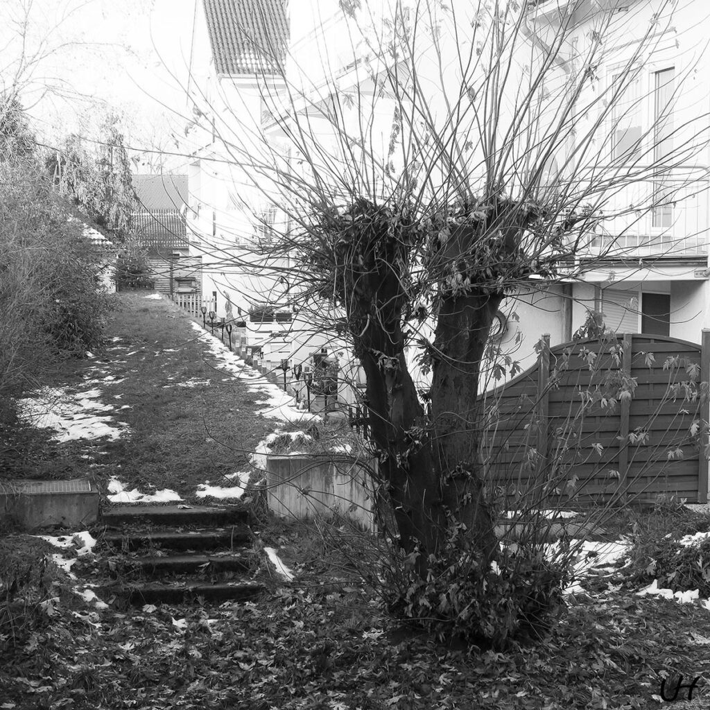 tree trunks cut short have exuberant new growth sprouting black and white