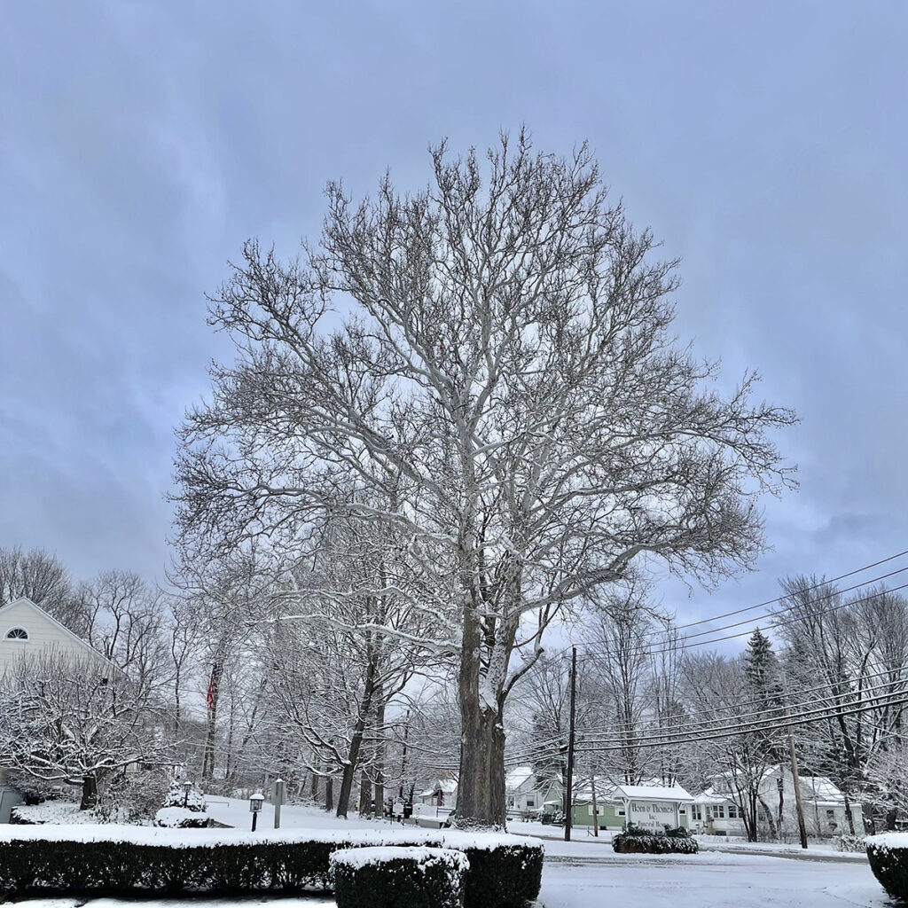 Large thriving village sycamore after a snowfall in yard adjacent to funeral home and parking lot