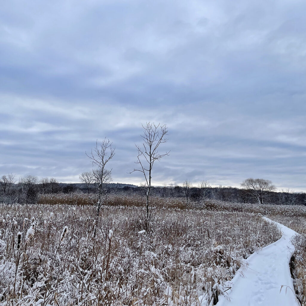 snow covered boardwalk winds through wetlands trees and reeds white with snow grey blue sky