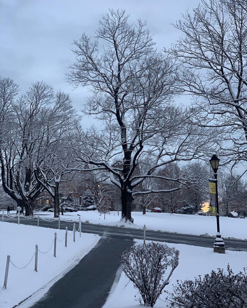 black top walk leads to campus road and large bare tree covered in snow