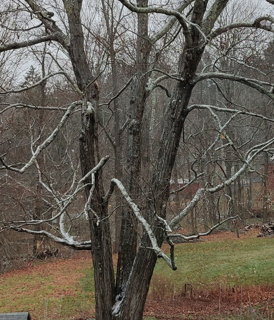 large tree with the base splitting into three tall trunks with layering of snow