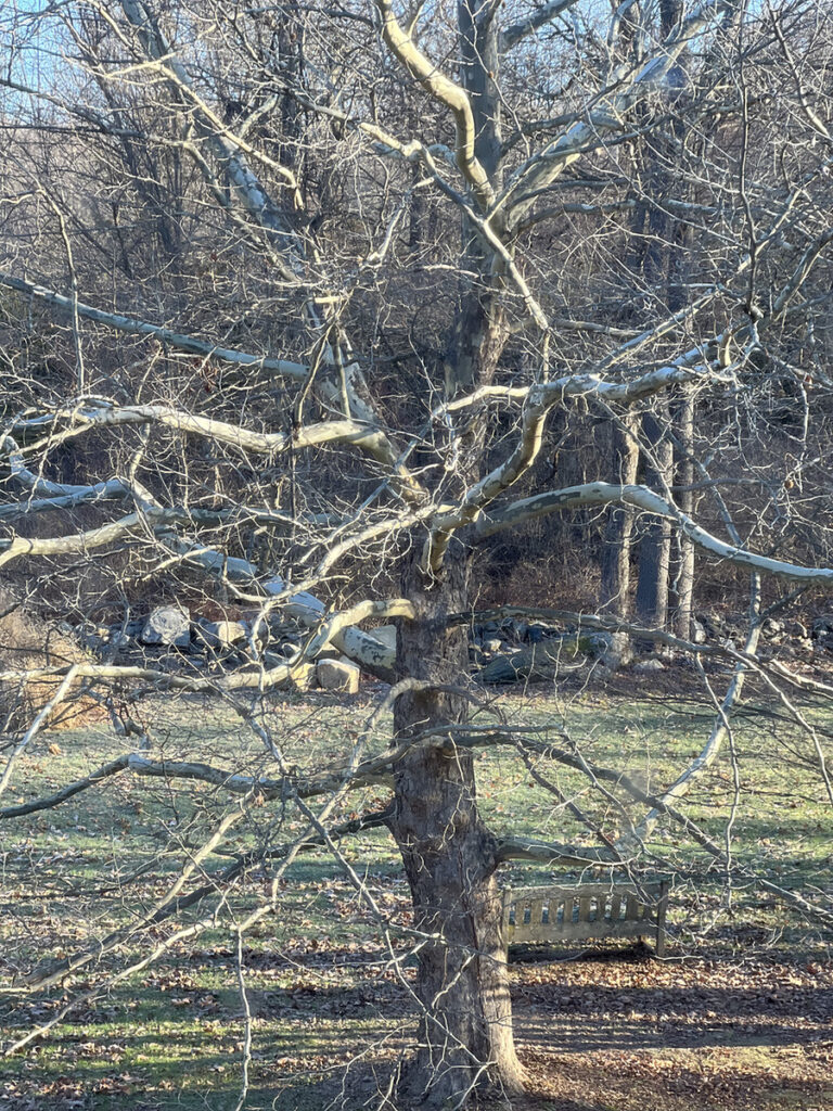 winter tree sunlit shot from above from a porch or window