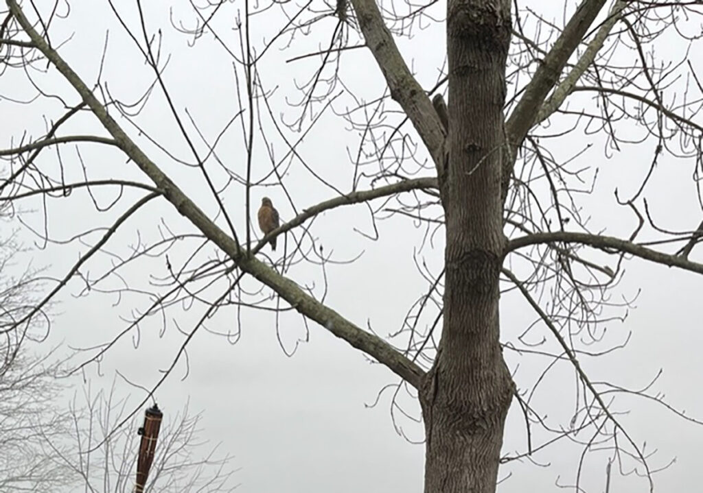 winter tree bare of leaves with a hawk sitting and watching on branch silhouetted against grey sky